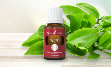 Tea Tree Oil Young Living